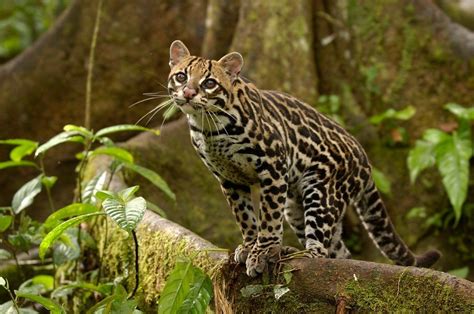 Margay Size - Animal Spot