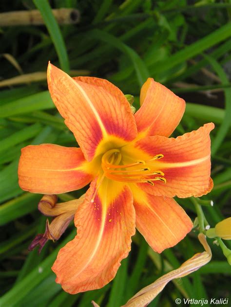 Hemerocallis fulva (Graničica) - Vrtlarija Kalići Katalog