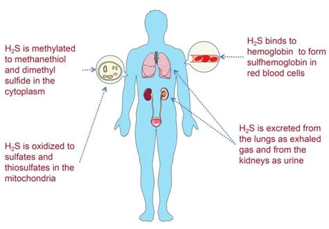 Physiological Roles Of Hydrogen Sulfide In Mammalian Cells,, 44% OFF