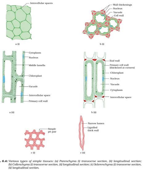 Plant Tissue - Meristematic - Simple, Complex Permanent Tissue