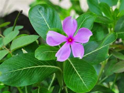 Catharanthus roseus Risk – California Invasive Plant Council