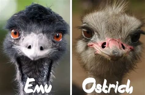 Emu vs Ostrich - Differences: An In-Depth Comparison