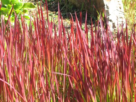 Invasive Ornamental Grasses – Learn About Ornamental Grass Management