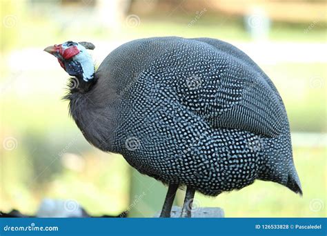 Big Chicken stock photo. Image of comb, poultry, bird - 126533828