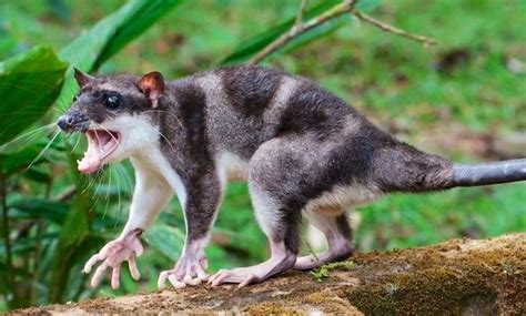 The Water Opossum is a species of semi-aquatic marsupial found in ...