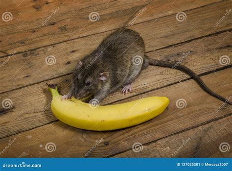 Rat is eating a banana. stock image. Image of freshness - 127025301