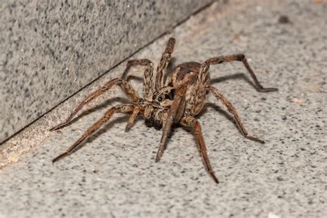 Common Basement Spiders in Raleigh, NC - Innovative Pest Solutions