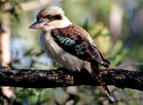 Kookaburra : Finding The Science: Meaning Of Kookaburra On Fence ...