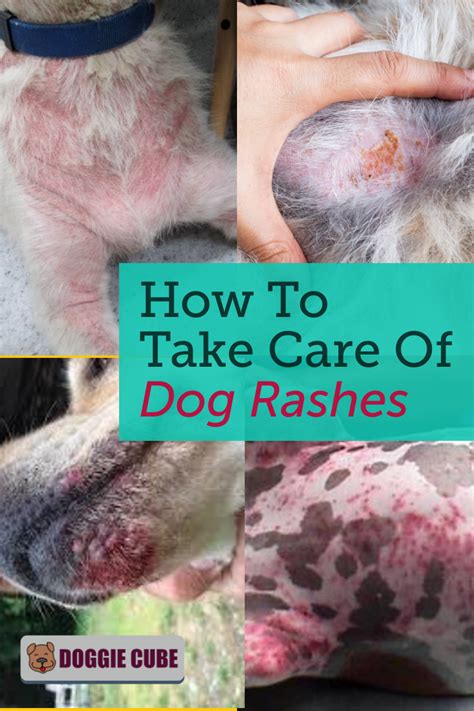 Dog Heat Rash Treatment