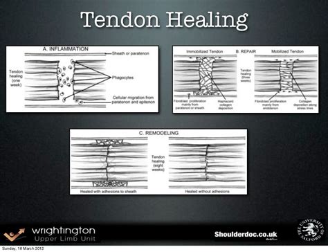 Tendon Healing Sunday, 18 March