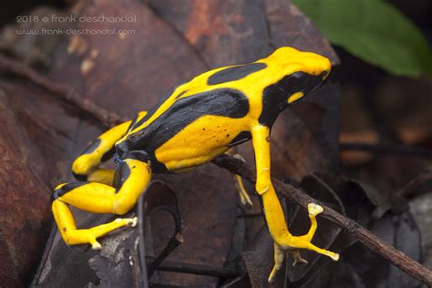 Dendrobates tinctorius | _MG_5752 | Frank Deschandol | Flickr