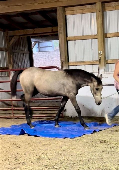 Gray/Buckskin Friesian Cross Filly Unique!