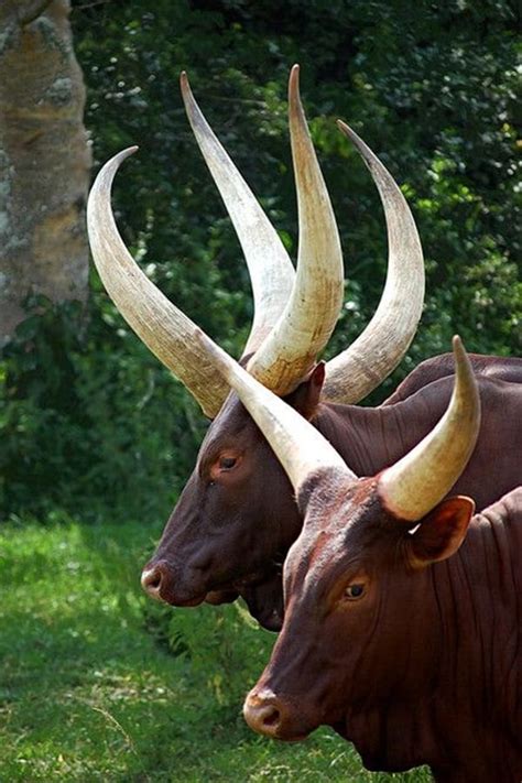 40 Beautiful Pictures of African Animals with Horns