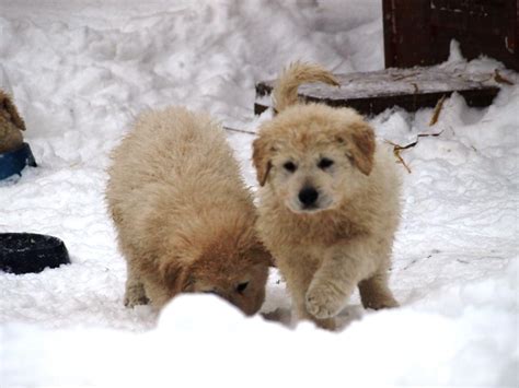 Cute Puppies Playing In Snow - Pictures Of Animals 2016