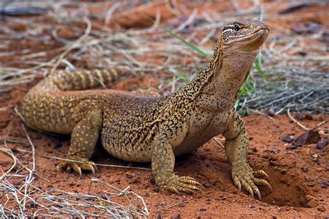 Sand Goanna (Varanus gouldii) | Flickr - Photo Sharing!