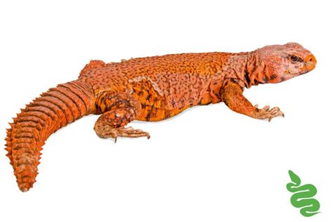 Uromastyx | Uromastyx, Uromastyx lizard, Lizard