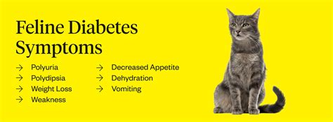 Feline Diabetes Symptoms: 7 Signs To Watch For | Dutch