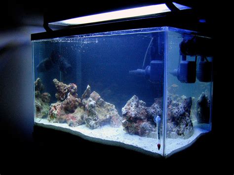 Beginner's Guide to Cycling an Aquarium