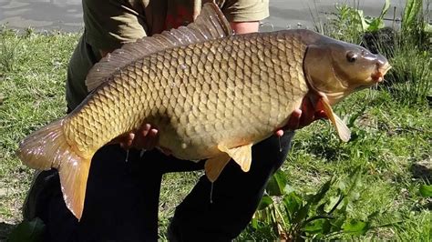 Common European Carp (Cyprinus carpio) - 2013-05-05 - YouTube