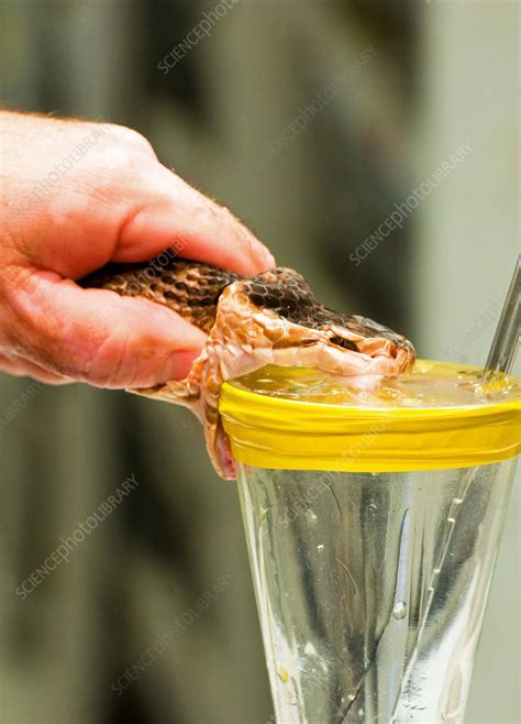 Snake Venom Extraction - Stock Image - C027/8259 - Science Photo Library