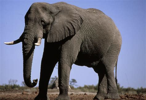 Botswana Safari - African Elephant - Botswana Wildlife Guide