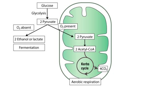 Alcoholic Fermentation - Definition, Location, Equation, Products ...