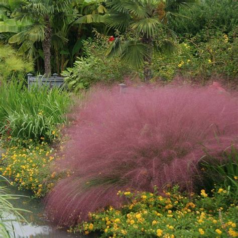 Pink Muhly Grass | Landscape design, Backyard landscaping, Ornamental ...