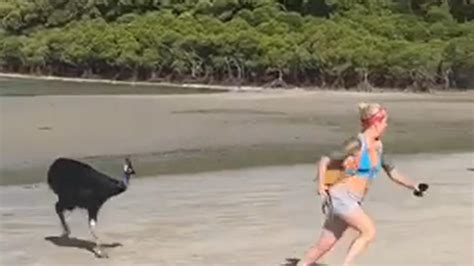 Tourist filmed being chased by cassowary at Cape Tribulation | NT News