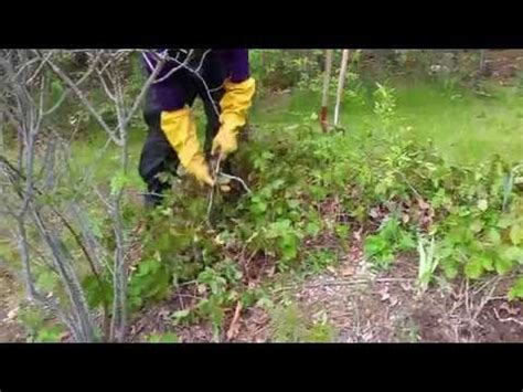 How to get rid of poison ivy, sumac and oak, using natural and chemical ...