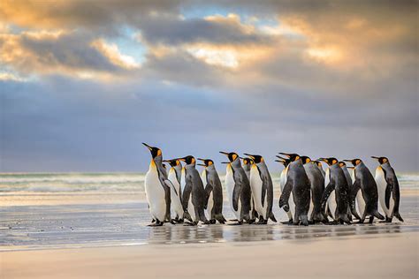 HD wallpaper: King Penguins, Falkland Islands, emperor penguin ...