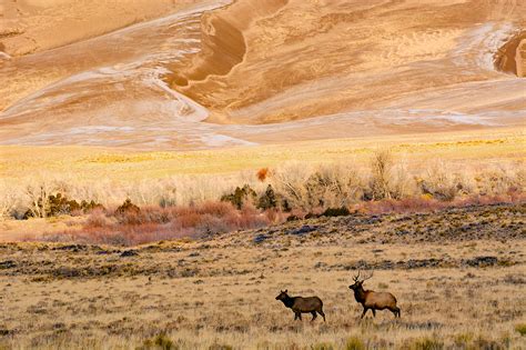 Wildlife and Habitat Preservation at Great Sand Dunes National Park ...