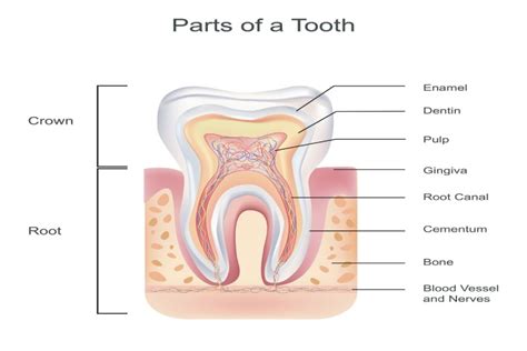 Tooth Structure: The Anatomy of a Tooth