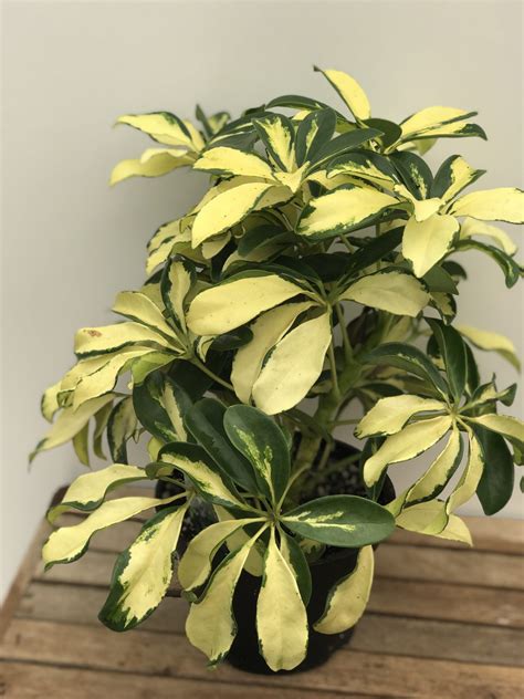 6" Schefflera Arboricola Yellow - Van Belle Flowers