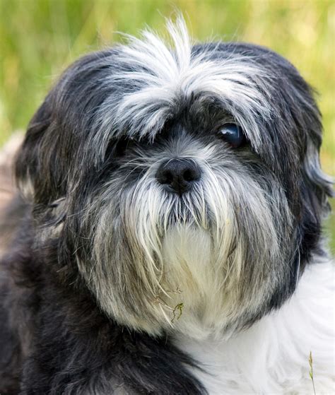 Dog, Shih Tzu Free Stock Photo - Public Domain Pictures