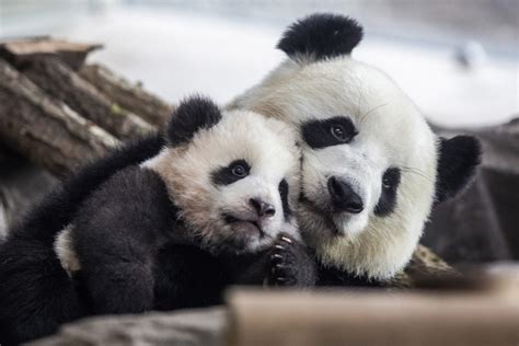 Giant pandas no longer classed as endangered after population growth ...