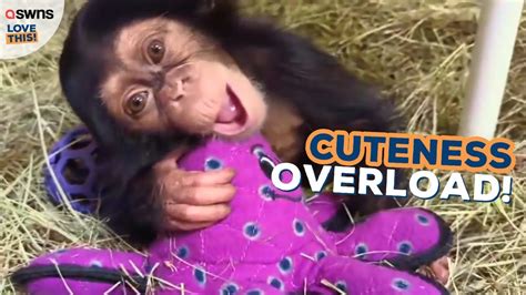 Adorable baby chimp turns four months old 🎂 So cute, you won't believe ...