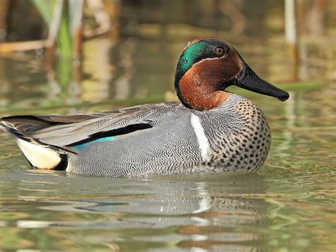 Green Winged Teal Hunting - Waterfowlers Challenge