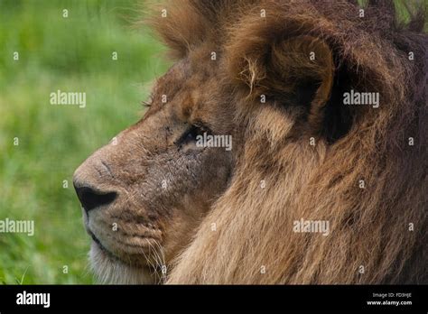 Detail of male African lion (Panthera leo) head Stock Photo - Alamy