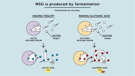 What Is MSG And How Is It Made? | MSG (Monosodium Glutamate)