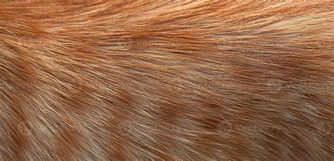 Close-up of ginger cat fur. Texture, background 16862232 Stock Photo at ...