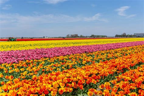 Visit the Tulip Fields in The Netherlands & Keukenhof