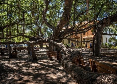 The tree lies in the Lahaina Historic District, a National Historic ...