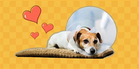 Help Your Dog After Surgery With These Post-Op Tips From A Vet ...