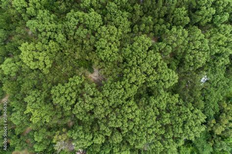 Forest growth trees,nature green mangrove forest backgrounds aerial ...