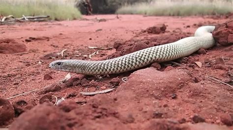 Snakes That Kill People! Deadly Venomous Snakes, King Brown Mulga Snake ...