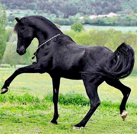 Black Arabian. photo Wojtek Kwiatkowski. | Pretty horses, Horse breeds ...