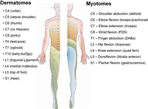 Dermatomes and myotomes with word associations | Anatomie des muscles ...