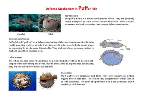 Defence Mechanism in Puffer Fish | PDF