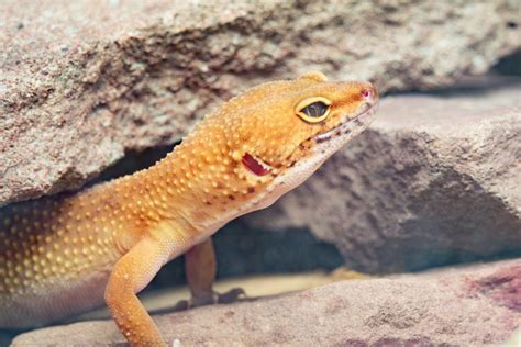 Ten Awesome Leopard Gecko Facts You Didn’t Know – DJL Exotics