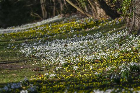 Built-in ‘antifreeze’ ensures Anglesey Abbey’s snowdrops bloom